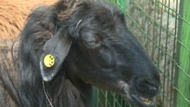 В Чите идет подготовка к Всероссийской выставке овец и коз