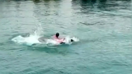 Акула напала на россиянина всего в 30 метрах от берега