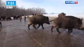 В Оренбуржье выросло количество диких кабанов и косуль