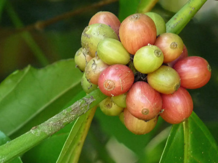 Растение вида Coffea canephora является источником 30% общемировых запасов кофе