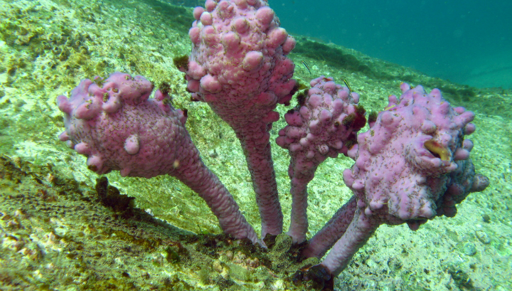 Морской тюльпан √ Pyuras pinifera