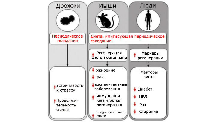 Пользу периодических полуголодовок учёные выявили, проведя эксперименты на дрожжах, мышах и людях. Эффекты очевидны