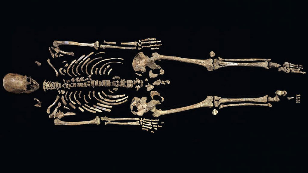 Полный скелет Кенневикского человека. Фото: Chip Clark / Smithsonian Institution