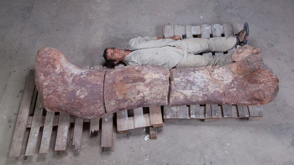 Сравнение размеров: бедренная кость Patagotitan mayorum и член исследовательской группы.