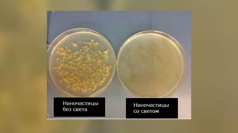 Две чашки Петри с бактериями демонстрируют положение дел до и после воздействия света на наночастицы.