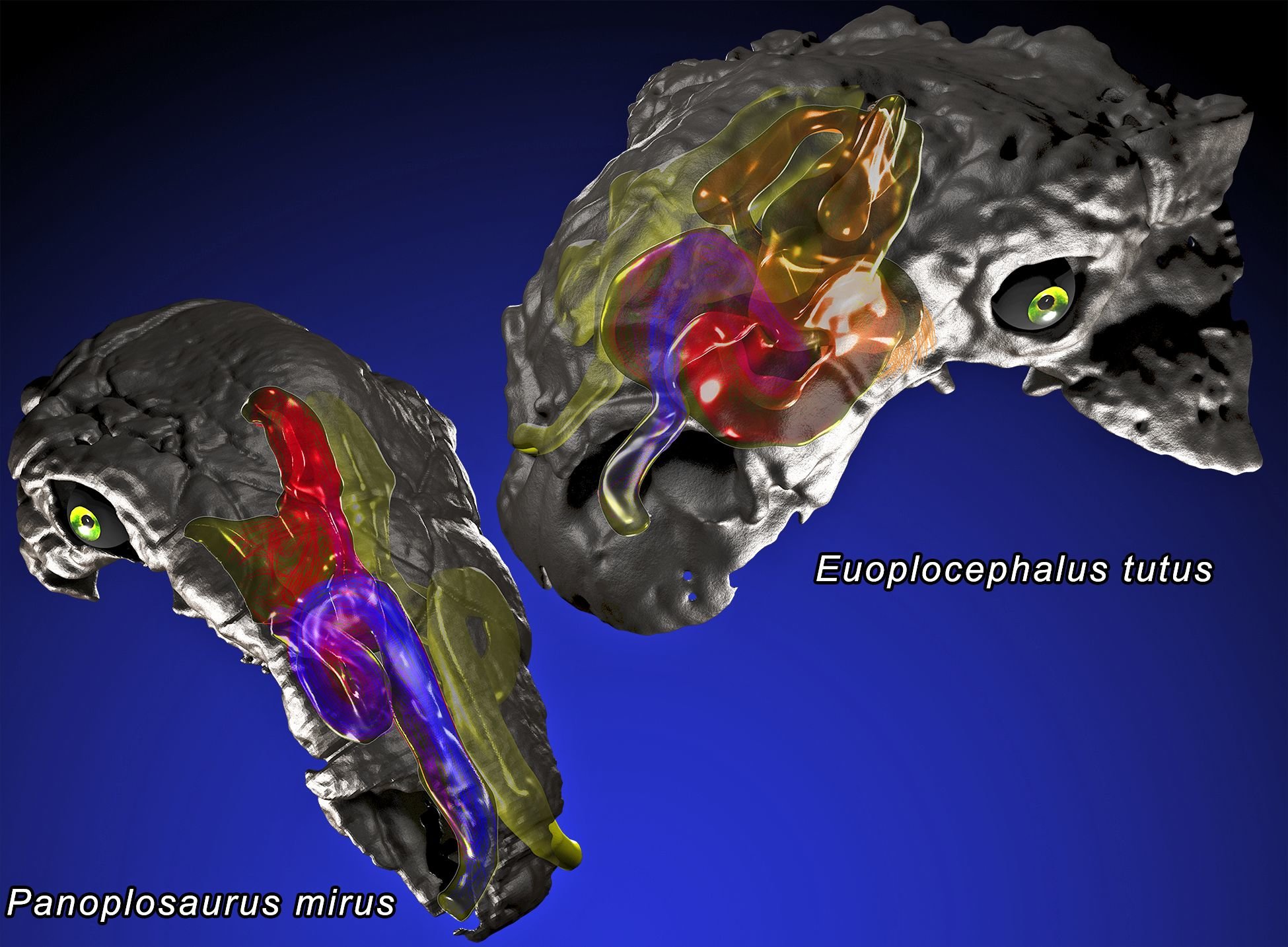 У рода Panoplosaurus (слева) носовые ходы были длиннее, чем сам череп, а у рода Euoplocephalus (справа) они были почти в два раза длиннее черепа.