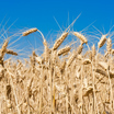 Оренбургская твёрдая пшеница вошла в число лучших в мире