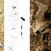 Скелет и череп женщины, похороненной с гвоздями. Фото: Il Tirreno