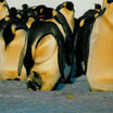 Глобальное потепление угрожает популяции императорских пингвинов