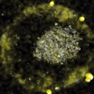 Странная бактерия "переваривает" токсичные металлы в золотые "самородки"