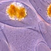 Художественное изображение светящихся микроорганизмов (показаны оранжевым) в потоках морской воды.