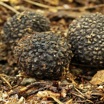 Редкие грибы с запахом чеснока нашли в лесу на Урале