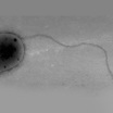 Methylobacterium jeotgali, принадлежащая к тому же семейству, что и бактерии, найденные на борту МКС.