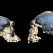 Реконструкция мозга "человека из Дманиси" (слева) и Homo erectus из Индонезии (справа).