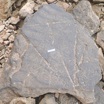 Изображение равнобедренного прямоугольного  треугольника с биссектрисой, которому не менее 80 тысяч лет.