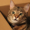 Внимание исследователей привлекла всем известная любовь кошек к коробкам.