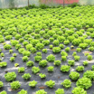 Здоровый урожай листового салата, полученный после процедуры биодезинсекции.