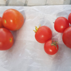 Слева на фото три обычных томата, а справа — пять генетически модифицированных плодов.