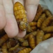 Болоньезе из жучков: пищевые эксперименты британских ученых