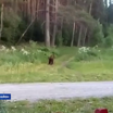 Медведи вышли к людям и устроили погром на пасеке в одном из сел Новосибирской области