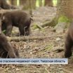 Кировский медвежонок Ежик помог другу справиться с депрессией
