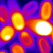 Микроскопический снимок бактериальных спор, цвет которых отражает силу испускаемого сигнала. Чем ярче цвет, тем сильнее сигнал.