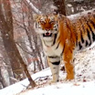 Зовущая котят тигрица попала в фотоловушку