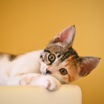 BBC Science Focus рассказал о кошках-долгожителях