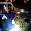 Браконьеров с тушей убитого амурского тигра задержали в Хабаровске