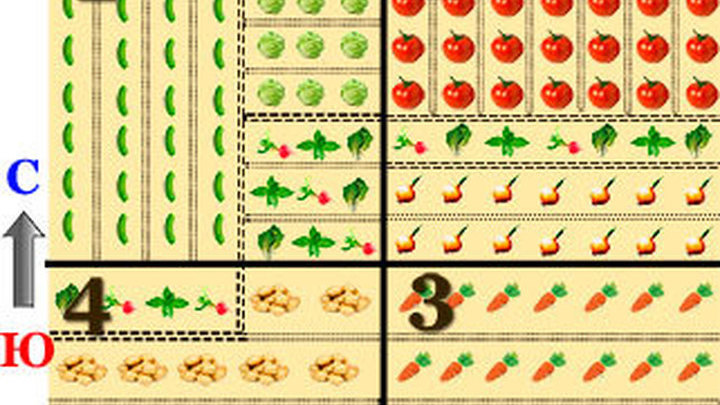 Схемы посадки овощей на грядках в открытом грунте