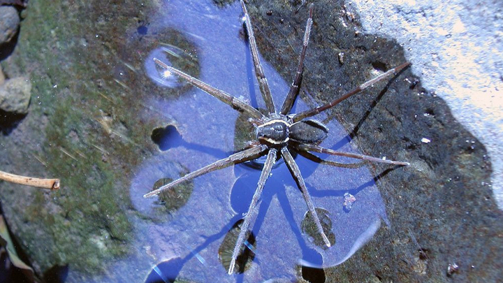 Dolomedes briangreenei √ полусухопутный вид, который питается рыбой