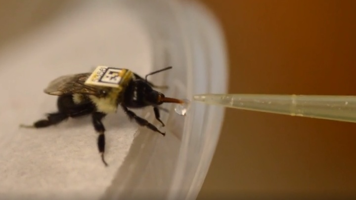 Кормление шмелей (Bombus impatiens) сиропом в рамках эксперимента.