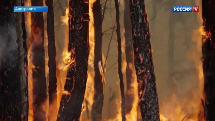 Средства, собранные на фестивале Элвиса в Австралии, пойдут на борьбу с лесными пожарами