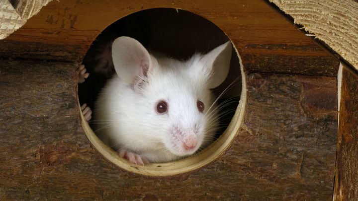 Новый метод контроля: исследователи использовали лазер для управления поведением мышей