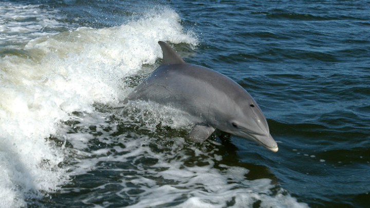 какое место по скорости плавания занимает дельфин