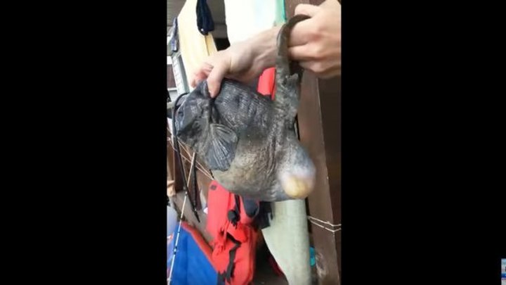 рыба лягушка aptocyclus ventricosus. Смотреть фото рыба лягушка aptocyclus ventricosus. Смотреть картинку рыба лягушка aptocyclus ventricosus. Картинка про рыба лягушка aptocyclus ventricosus. Фото рыба лягушка aptocyclus ventricosus рыба лягушка aptocyclus ventricosus. Смотреть фото рыба лягушка aptocyclus ventricosus. Смотреть картинку рыба лягушка aptocyclus ventricosus. Картинка про рыба лягушка aptocyclus ventricosus. Фото рыба лягушка aptocyclus ventricosus