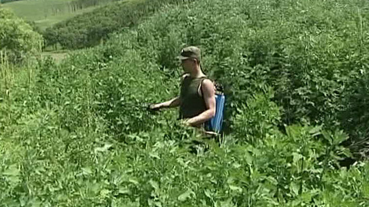 В приморском крае где растет конопля в каких штатах разрешено курение марихуаны