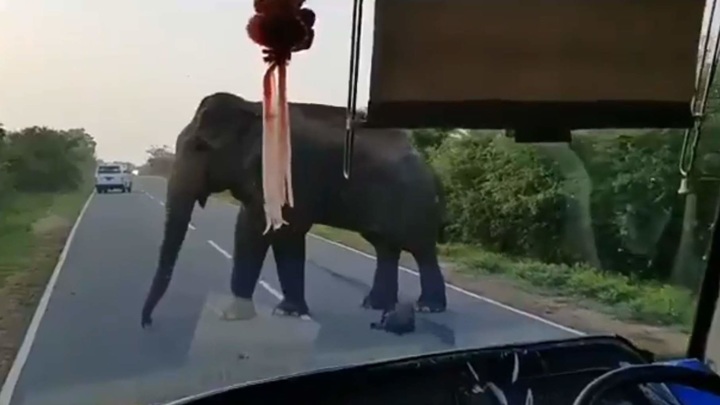 Слон остановил автобус на дороге ради бананового выкупа