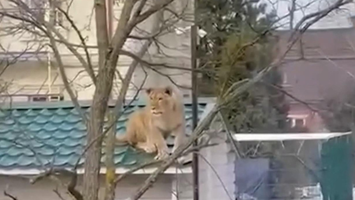 2. Дружба собаки и кошки в сельской местности