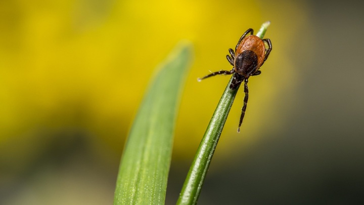 смотреть бесплатно уральские пельмени мясников укусил клещ. Смотреть фото смотреть бесплатно уральские пельмени мясников укусил клещ. Смотреть картинку смотреть бесплатно уральские пельмени мясников укусил клещ. Картинка про смотреть бесплатно уральские пельмени мясников укусил клещ. Фото смотреть бесплатно уральские пельмени мясников укусил клещ смотреть бесплатно уральские пельмени мясников укусил клещ. Смотреть фото смотреть бесплатно уральские пельмени мясников укусил клещ. Смотреть картинку смотреть бесплатно уральские пельмени мясников укусил клещ. Картинка про смотреть бесплатно уральские пельмени мясников укусил клещ. Фото смотреть бесплатно уральские пельмени мясников укусил клещ