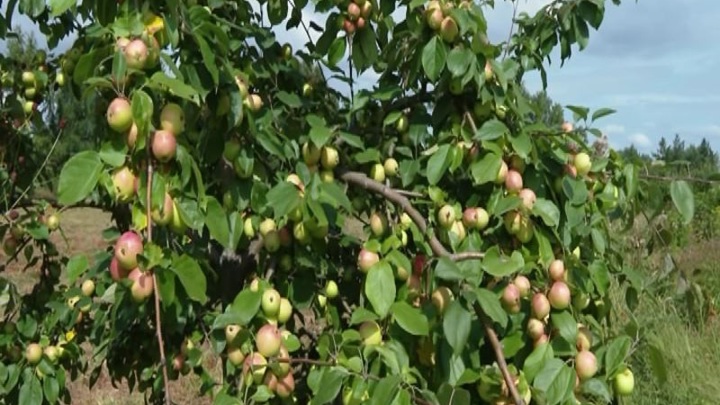 Яблоневый сад на острове Татышев губят сами красноярцы