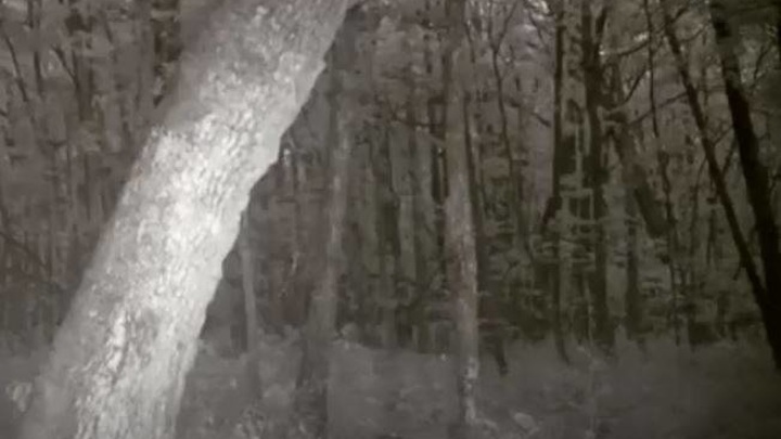 "Душа в пятки ушла": приморцы испугались увиденного в лесу