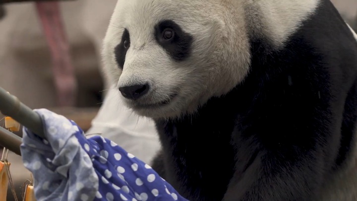 Тыквенный ужас развеселил московских панд