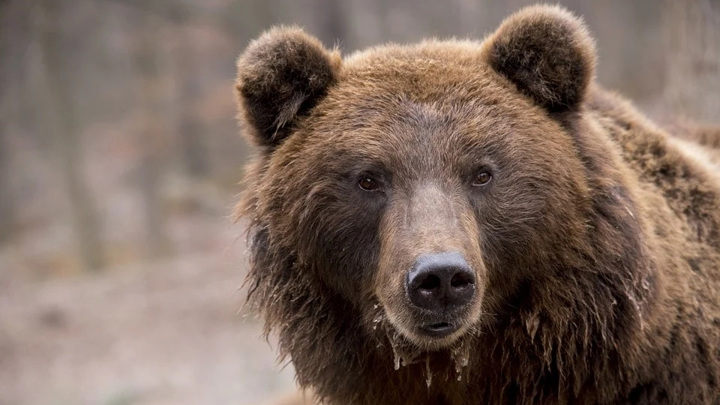 В Прикамье воры 5 километров несли украденное 2-метровое чучело медведя