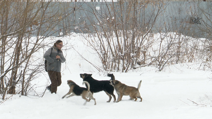 Дикая косуля прибежала за помощью к людям, спасаясь от стаи бродячих собак Дикая косуля прибежала за помощью к людям, спасаясь от стаи бродячих собак