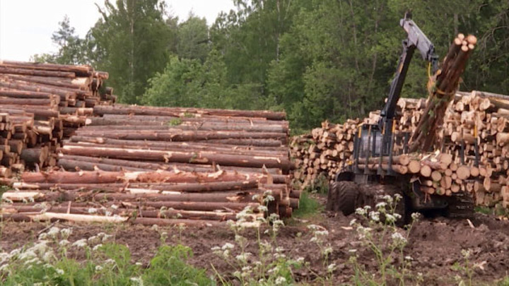 В Костромской области наращивают объемы заготовки древесины