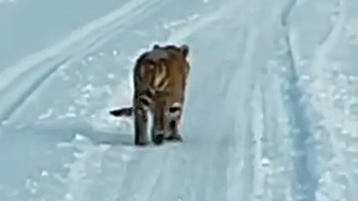 В Хабаровском крае отлавливают одинокого тигренка