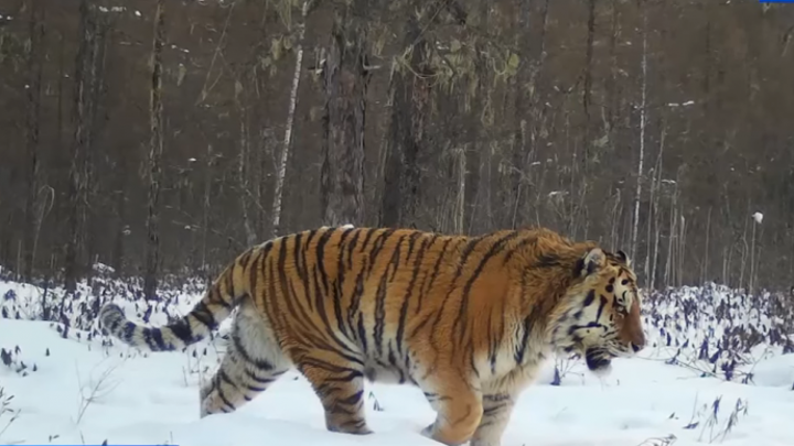 Самый большой тигр России мог погибнуть в дальневосточной тайге