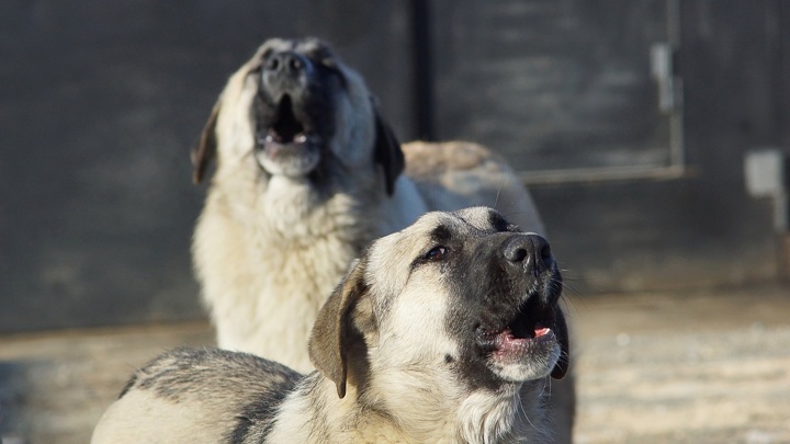 Стая бродячих собак напала на жительницу Самарской области
