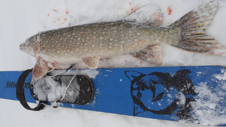 В Челябинской области рыбак поймал щуку длиной с лыжу